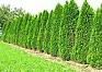 Thuja_occidentalis_Smaragd.jpg